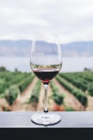 Copo de vinho com cenário de vinha ao fundo