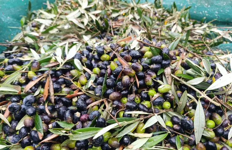 Imagem de Fio de azeite a escorrer para o tanque no processo de produção de azeite num lagar