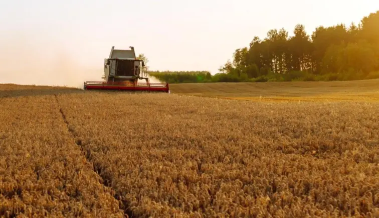Campo agrícola de cereais com maquinaria ao fundo