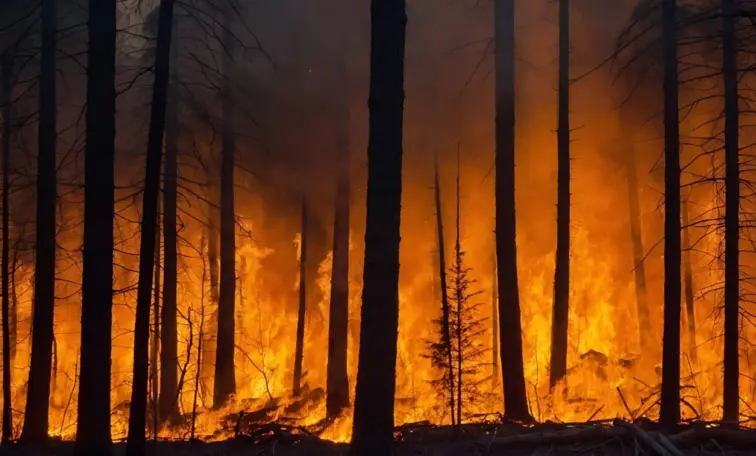 Imagem de um incêndio a lavrar na floresta