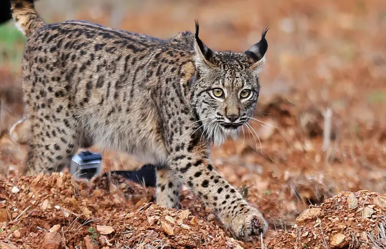 Lince ibérico
