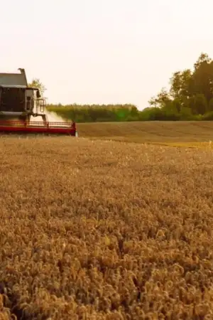 Governo aprova plano para país ter mais cereais "da casa" e fugir a crises