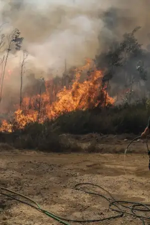 Mais de 19 milhões de euros pagos a agricultores lesados pelos incêndios de 2024
