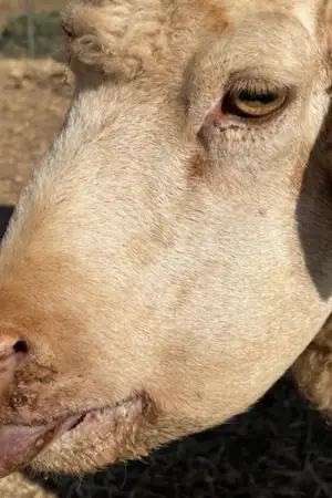 Doença da língua azul: já morreram três vezes mais ovelhas do que no ano passado