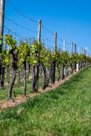 ViniPortugal quer atingir 1.200 milhões em exportações até 2030