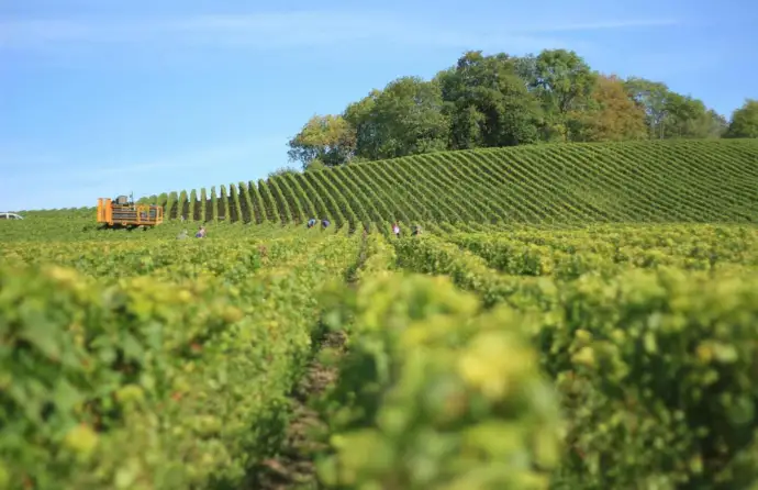 Campo de cultivo num dia de sol