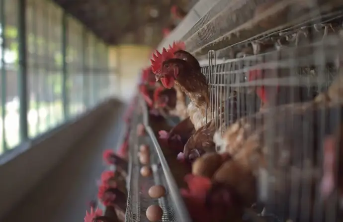 Exploração de galinhas em cativeiro
