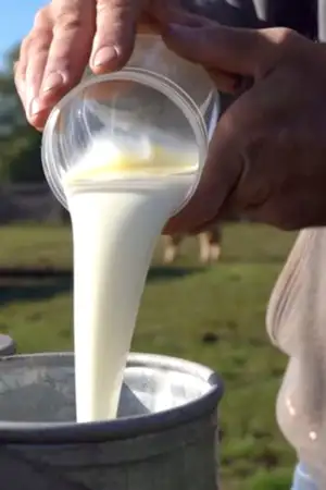 Leite português é o mais barato da UE e produtores avisam: “Não pode baixar mais”